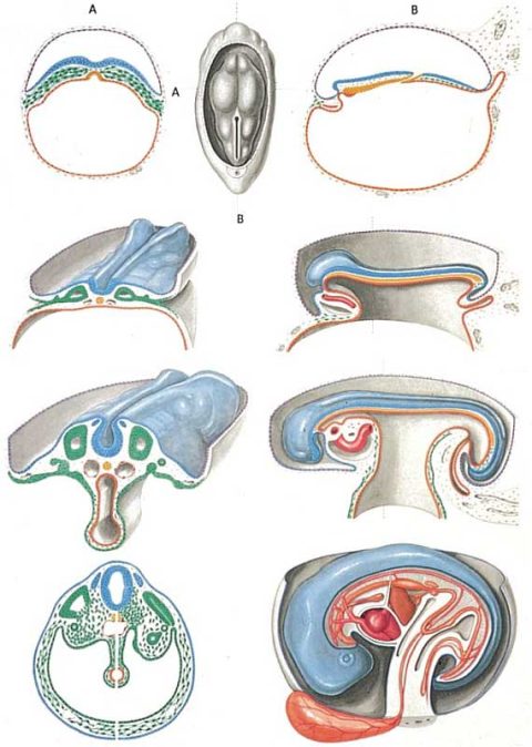 Embryology II