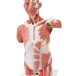 Spieren Torso, 27-delig