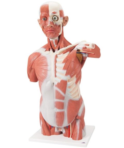 Spieren Torso, 27-delig