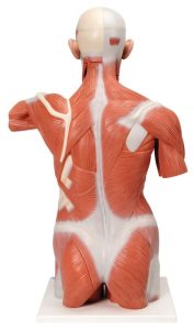 Spieren Torso, 27-delig