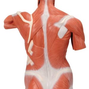 Spieren Torso, 27-delig