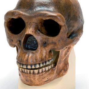 Antropologische schedel Sinanthropus