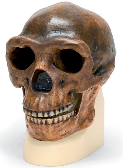 Antropologische schedel Sinanthropus
