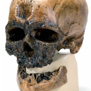 Antropologische Schedel Crô-Magnon