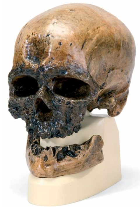 Antropologische Schedel Crô-Magnon