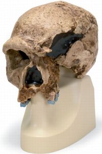Antropologische Schedel Steinheim