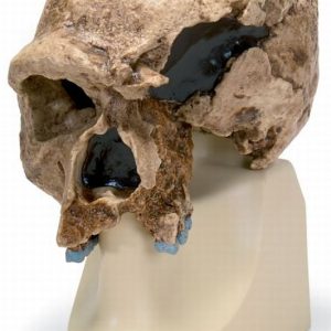 Antropologische Schedel Steinheim