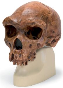 Antropologische Schedel Broken Hill of Kabwe