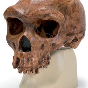 Antropologische Schedel Broken Hill of Kabwe