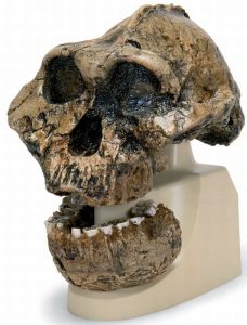 Antropologische Schedel KNM-ER 406, Omo L. 7a-125