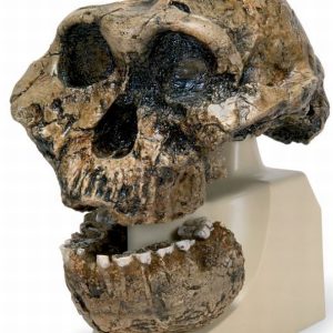 Antropologische Schedel KNM-ER 406, Omo L. 7a-125