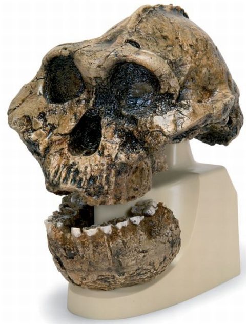 Antropologische Schedel KNM-ER 406, Omo L. 7a-125