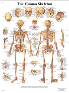 Anatomie Poster Skelet, gelamineerd