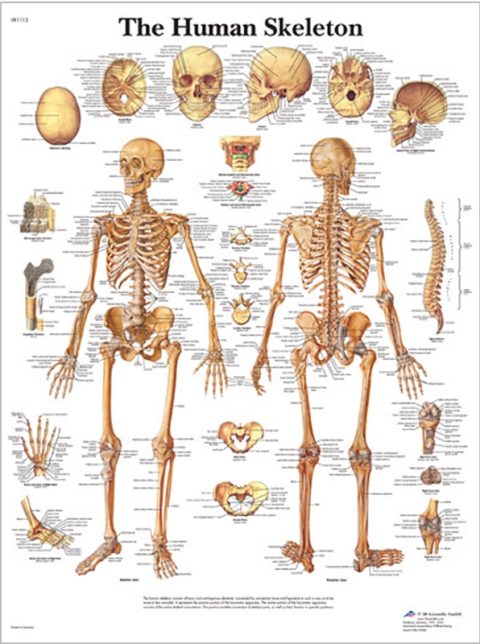 Anatomie Poster Skelet, gelamineerd