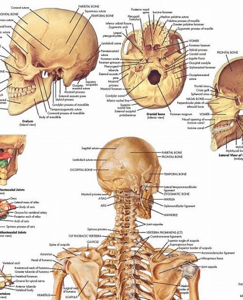 Anatomie Poster Skelet, papier