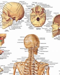 Anatomie Poster Skelet, gelamineerd