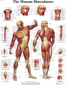 Anatomie Poster Spierstelsel, papier