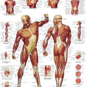 Anatomie Poster Spierstelsel, papier