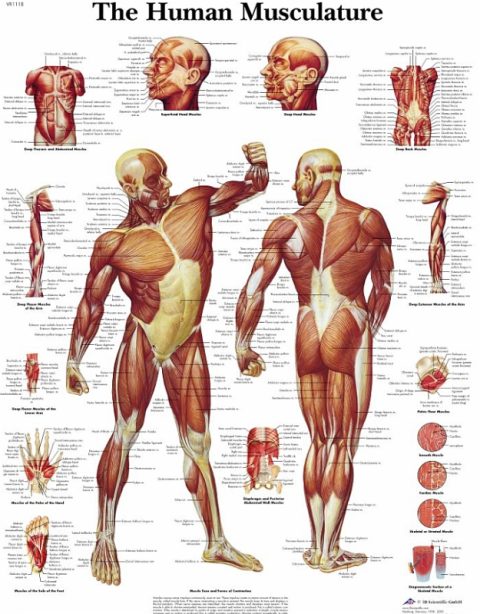 Anatomie Poster Spierstelsel, gelamineerd