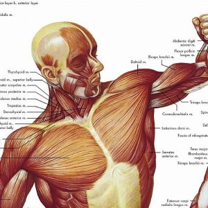 Anatomie Poster Spierstelsel, papier