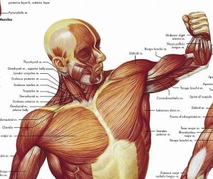 Anatomie Poster Spierstelsel, gelamineerd