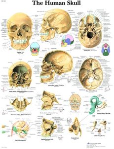 Anatomie Poster Schedel, papier