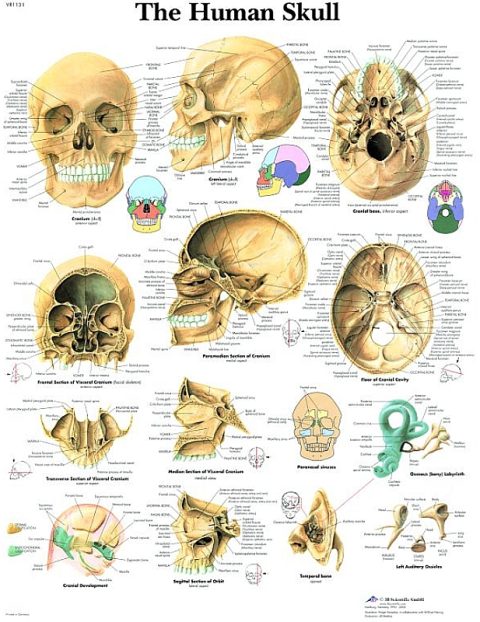 Anatomie Poster Schedel, papier