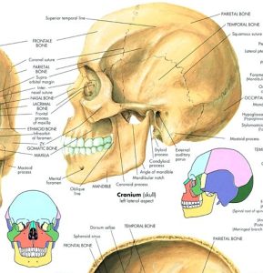Anatomie Poster Schedel, papier