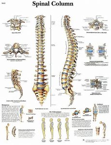 Anatomie Poster Wervelkolom, papier