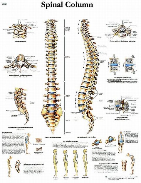 Anatomie Poster Wervelkolom, papier