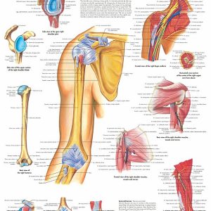 Anatomie Poster Schouder en Elleboog, papier