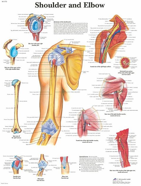 Anatomie Poster Schouder en Elleboog, papier
