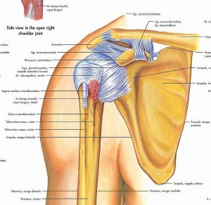 Anatomie Poster Schouder en Elleboog, papier