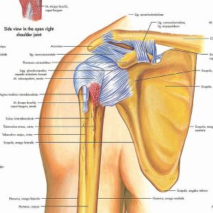 Anatomie Poster Schouder en Elleboog, papier