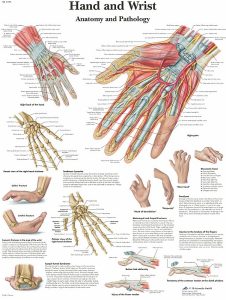 Anatomie Poster Hand en Pols, papier