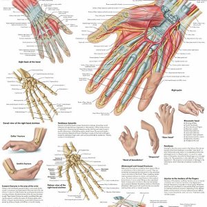 Anatomie Poster Hand en Pols, gelamineerd