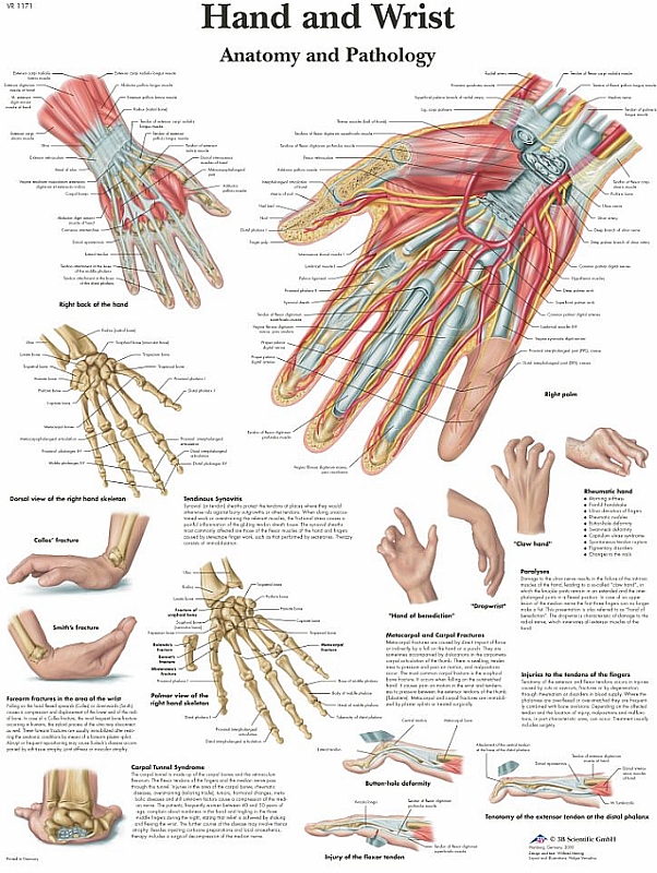 Anatomie Poster Hand en Pols, gelamineerd