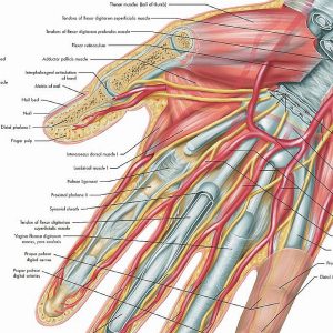 Anatomie Poster Hand en Pols, papier