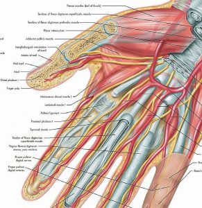 Anatomie Poster Hand en Pols, gelamineerd