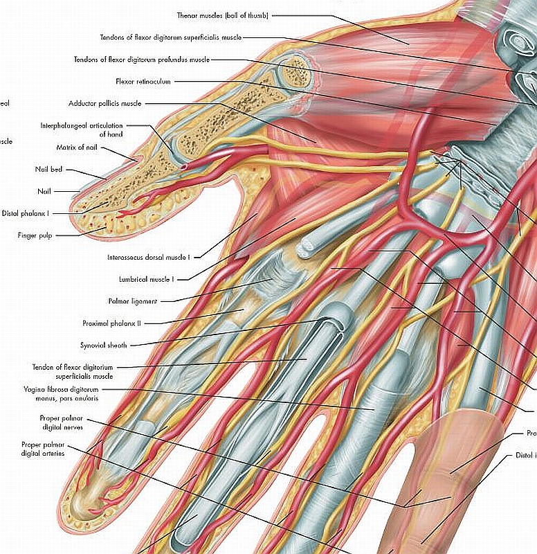 Anatomie Poster Hand en Pols, gelamineerd