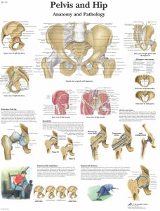 Anatomie Poster Heup en Bekken, papier