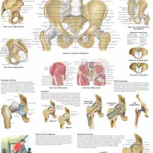 Anatomie Poster Heup en Bekken, gelamineerd