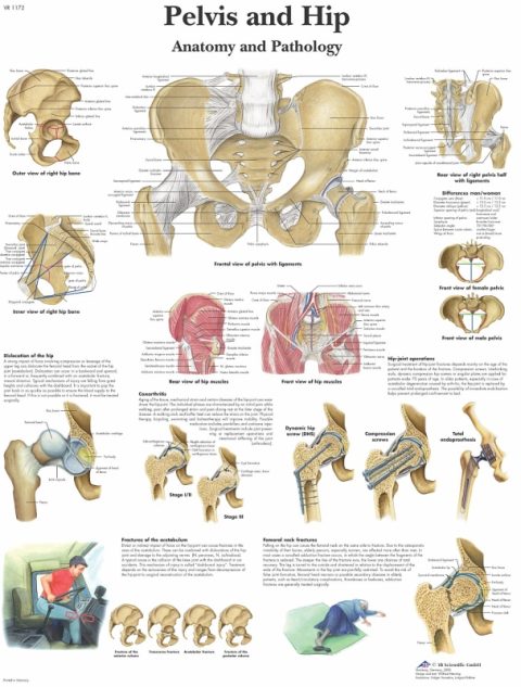Anatomie Poster Heup en Bekken, gelamineerd