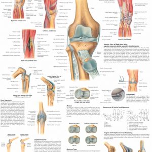Anatomie Poster Knie, papier