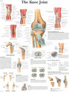 Anatomie Poster Knie, gelamineerd