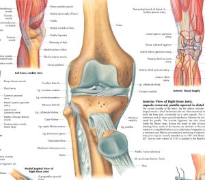 Anatomie Poster Knie, papier