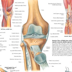 Anatomie Poster Knie, gelamineerd