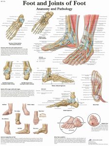 Anatomie Poster Voet en Enkel, gelamineerd