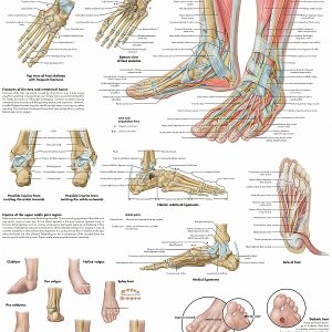 Anatomie Poster Voet en Enkel, gelamineerd