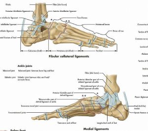 Anatomie Poster Voet en Enkel, gelamineerd